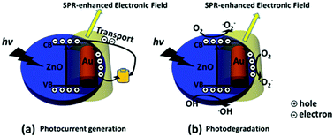 Graphical abstract: ZnO nanodisks decorated with Au nanorods for enhanced photocurrent generation and photocatalytic activity