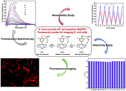Graphical abstract: A “turn-on-and-off” pH sensitive BODIPY fluorescent probe for imaging E. coli cells