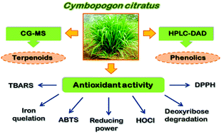 Graphical abstract: Ethyl acetate fraction of Cymbopogon citratus as a potential source of antioxidant compounds