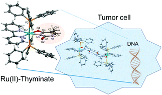 Graphical abstract: Ru(ii)–thyminate complexes: new metallodrug candidates against tumor cells