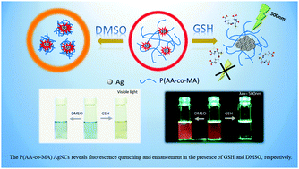 Graphical abstract: The fluorescence quenching and aggregation induced emission behaviour of silver nanoclusters labelled on poly(acrylic acid-co-maleic acid)