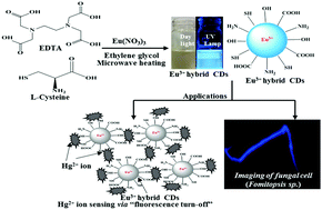 Graphical abstract: Microwave-assisted synthesis of water-soluble Eu3+ hybrid carbon dots with enhanced fluorescence for the sensing of Hg2+ ions and imaging of fungal cells