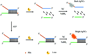 Graphical abstract: A turn-on fluorescence assay of alkaline phosphatase activity using a DNA–silver nanocluster probe