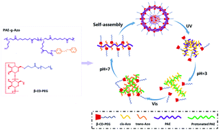 Graphical abstract: Dual-responsive recurrent self-assembly of a supramolecular polymer based on the host–guest complexation interaction between β-cyclodextrin and azobenzene