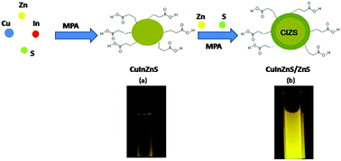 Graphical abstract: An efficient microwave-assisted hydrothermal synthesis of high-quality CuInZnS/ZnS quantum dots