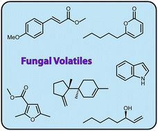 Graphical abstract: Fungal volatiles – a survey from edible mushrooms to moulds