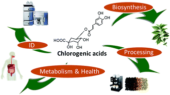 Graphical abstract: Chlorogenic acids and the acyl-quinic acids: discovery, biosynthesis, bioavailability and bioactivity