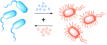 Graphical abstract: Mediators of mutualistic microbe–microbe interactions