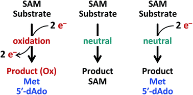 Graphical abstract: Following the electrons: peculiarities in the catalytic cycles of radical SAM enzymes