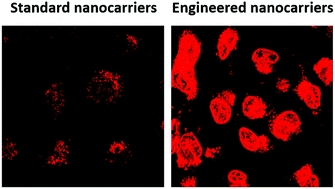 Graphical abstract: Boosting the therapeutic efficiency of nanovectors: exocytosis engineering