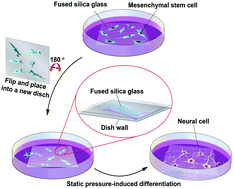 Graphical abstract: Static pressure-induced neural differentiation of mesenchymal stem cells