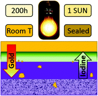 Graphical abstract: Gold and iodine diffusion in large area perovskite solar cells under illumination