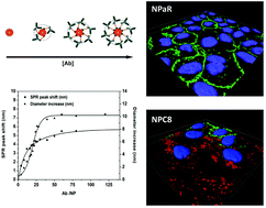 Graphical abstract: Conserved effects and altered trafficking of Cetuximab antibodies conjugated to gold nanoparticles with precise control of their number and orientation
