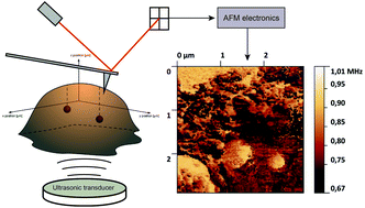 Graphical abstract: Detection of stiff nanoparticles within cellular structures by contact resonance atomic force microscopy subsurface nanomechanical imaging