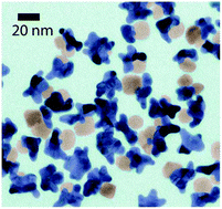 Graphical abstract: Janus plasmonic–magnetic gold–iron oxide nanoparticles as contrast agents for multimodal imaging