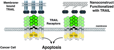 Graphical abstract: TRAIL–NP hybrids for cancer therapy: a review