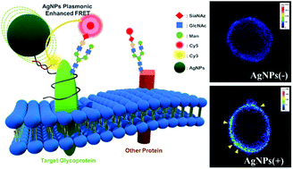 Graphical abstract: Silver nanoparticle plasmonic enhanced förster resonance energy transfer (FRET) imaging of protein-specific sialylation on the cell surface
