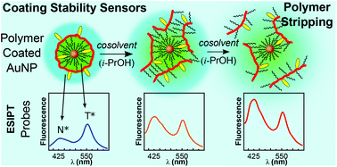 Graphical abstract: ESIPT and FRET probes for monitoring nanoparticle polymer coating stability