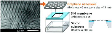 Graphical abstract: Selective protein transport through ultra-thin suspended reduced graphene oxide nanopores