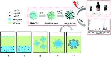 Graphical abstract: Interfacial synthesis of a three-dimensional hierarchical MoS2-NS@Ag-NP nanocomposite as a SERS nanosensor for ultrasensitive thiram detection