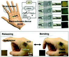 Graphical abstract: A skin-integrated transparent and stretchable strain sensor with interactive color-changing electrochromic displays