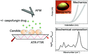 Graphical abstract: AFM combined to ATR-FTIR reveals Candida cell wall changes under caspofungin treatment
