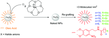 Graphical abstract: Host–guest driven ligand replacement on monodisperse inorganic nanoparticles