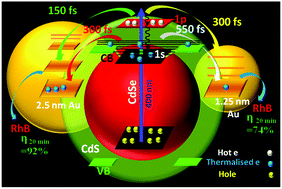 Graphical abstract: Hot-electron transfer from the semiconductor domain to the metal domain in CdSe@CdS{Au} nano-heterostructures