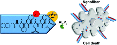 Graphical abstract: Fluorine substitution enhances the self-assembling ability of hydrogelators
