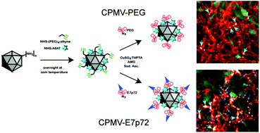 Graphical abstract: Viral nanoparticles decorated with novel EGFL7 ligands enable intravital imaging of tumor neovasculature