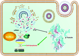 Graphical abstract: Hypoxia-induced tumor cell resistance is overcome by synergistic GAPDH-siRNA and chemotherapy co-delivered by long-circulating and cationic-interior liposomes