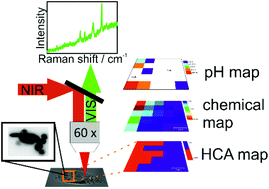 Graphical abstract: Surface-enhanced hyper Raman hyperspectral imaging and probing in animal cells