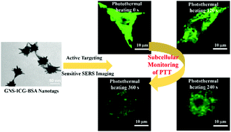 Graphical abstract: Indocyanine green-loaded gold nanostars for sensitive SERS imaging and subcellular monitoring of photothermal therapy