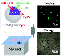 Graphical abstract: Transferrin-coated magnetic upconversion nanoparticles for efficient photodynamic therapy with near-infrared irradiation and luminescence bioimaging