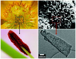 Graphical abstract: Flower stamen-like porous boron carbon nitride nanoscrolls for water cleaning