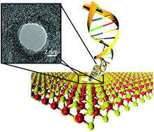 Graphical abstract: Detection of methylation on dsDNA using nanopores in a MoS2 membrane