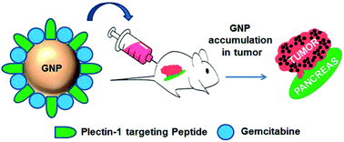 Graphical abstract: Multifaceted peptide assisted one-pot synthesis of gold nanoparticles for plectin-1 targeted gemcitabine delivery in pancreatic cancer