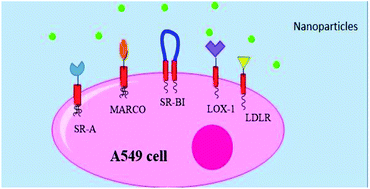 Graphical abstract: Reciprocal upregulation of scavenger receptors complicates interpretation of nanoparticle uptake in non-phagocytic cells