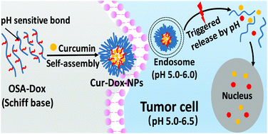 Graphical abstract: pH-Responsive prodrug nanoparticles based on a sodium alginate derivative for selective co-release of doxorubicin and curcumin into tumor cells