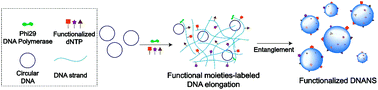 Graphical abstract: Synthesis of a multi-functional DNA nanosphere barcode system for direct cell detection