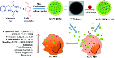Graphical abstract: Poly-N-acryloyl-(l-phenylalanine methyl ester) hollow core nanocapsules facilitate sustained delivery of immunomodulatory drugs and exhibit adjuvant properties
