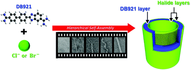 Graphical abstract: Dynamic self-assembly of DNA minor groove-binding ligand DB921 into nanotubes triggered by an alkali halide