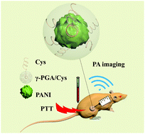 Graphical abstract: Polyaniline-loaded γ-polyglutamic acid nanogels as a platform for photoacoustic imaging-guided tumor photothermal therapy