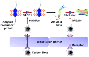 Graphical abstract: Biocompatible and blood–brain barrier permeable carbon dots for inhibition of Aβ fibrillation and toxicity, and BACE1 activity