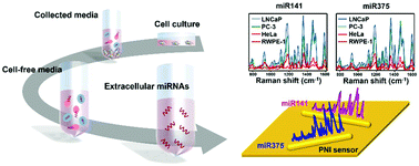 Graphical abstract: Attomolar detection of extracellular microRNAs released from living prostate cancer cells by a plasmonic nanowire interstice sensor