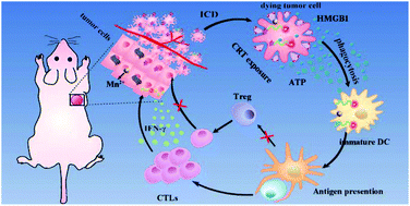 Graphical abstract: A bifunctional nanomodulator for boosting CpG-mediated cancer immunotherapy
