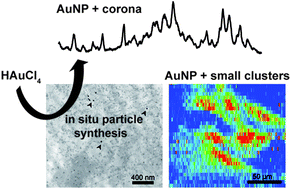 Graphical abstract: Properties of in situ generated gold nanoparticles in the cellular context