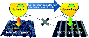 Graphical abstract: The relationship between cell adhesion force activation on nano/micro-topographical surfaces and temporal dependence of cell morphology