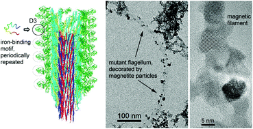 Graphical abstract: Biotemplated synthesis of magnetic filaments