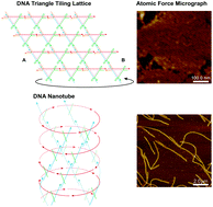 Graphical abstract: DNA nanotubes assembled from tensegrity triangle tiles with circular DNA scaffolds